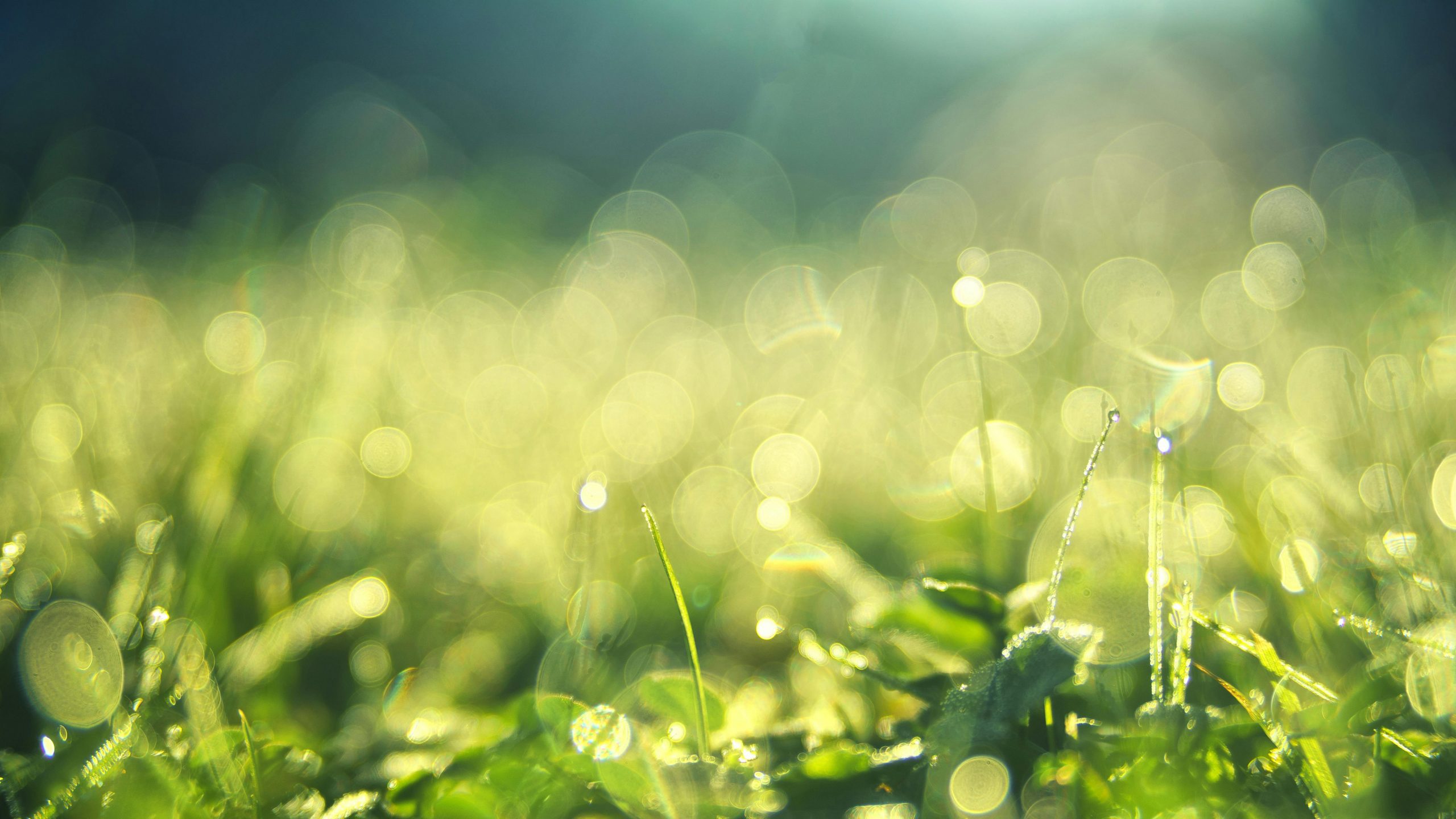 close-up of lawn weeds
