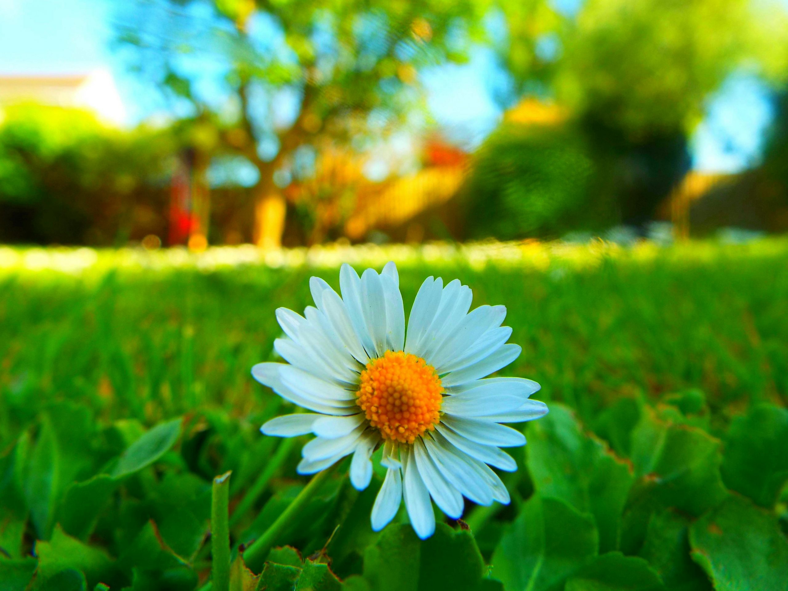 white daisy with a healthy lawn in the background