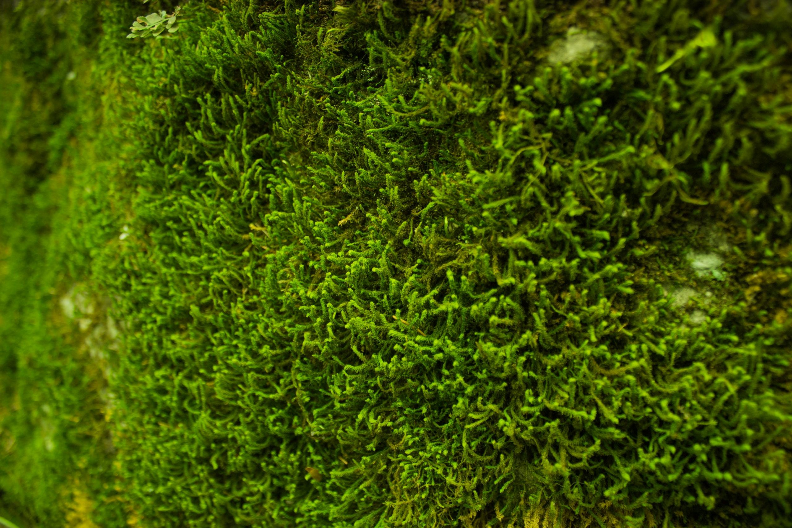 close-up of moss