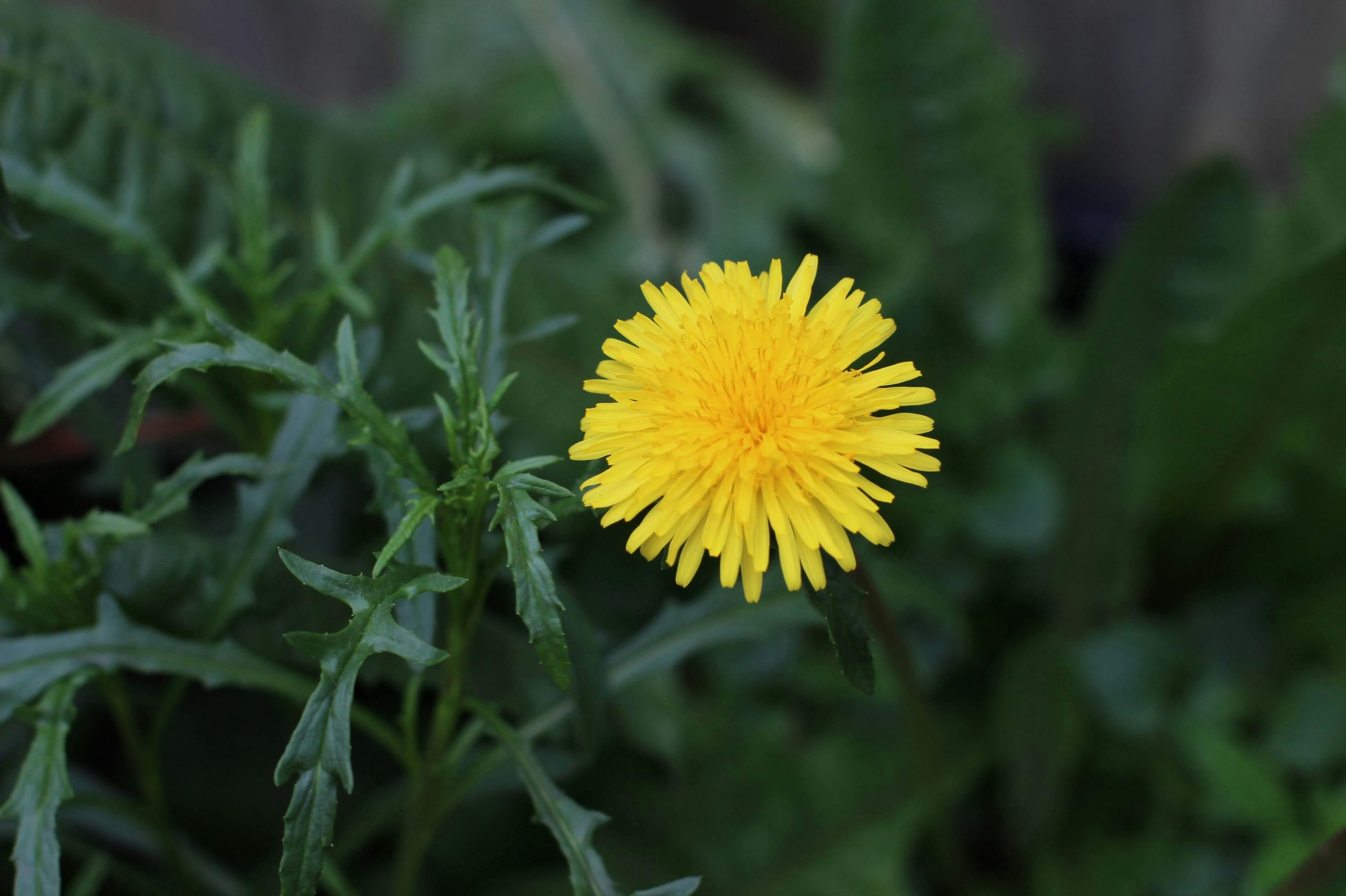 close-up of dandelion