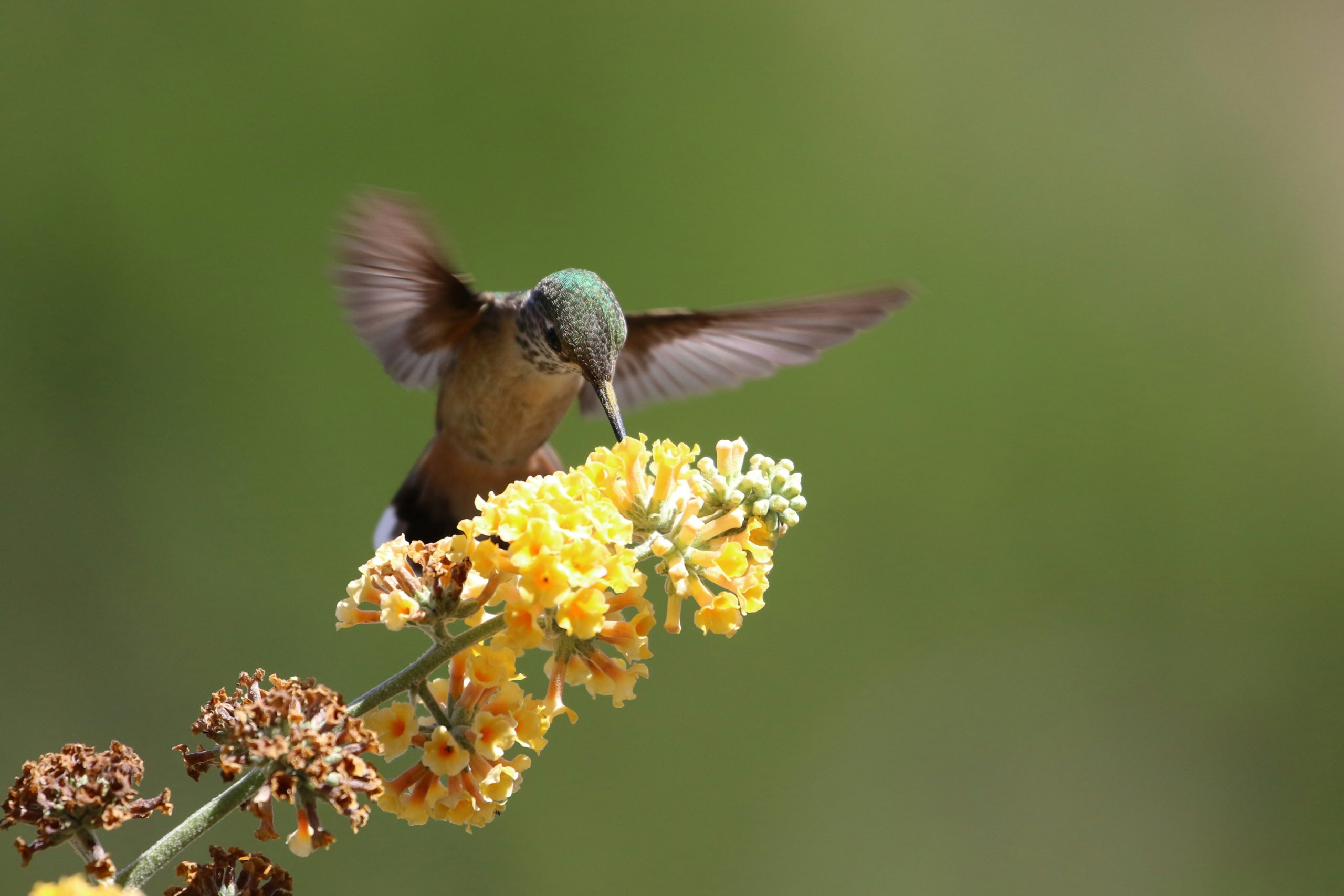 hummingbird on a yellow flower