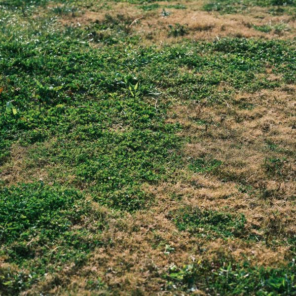 creeping lawn weeds