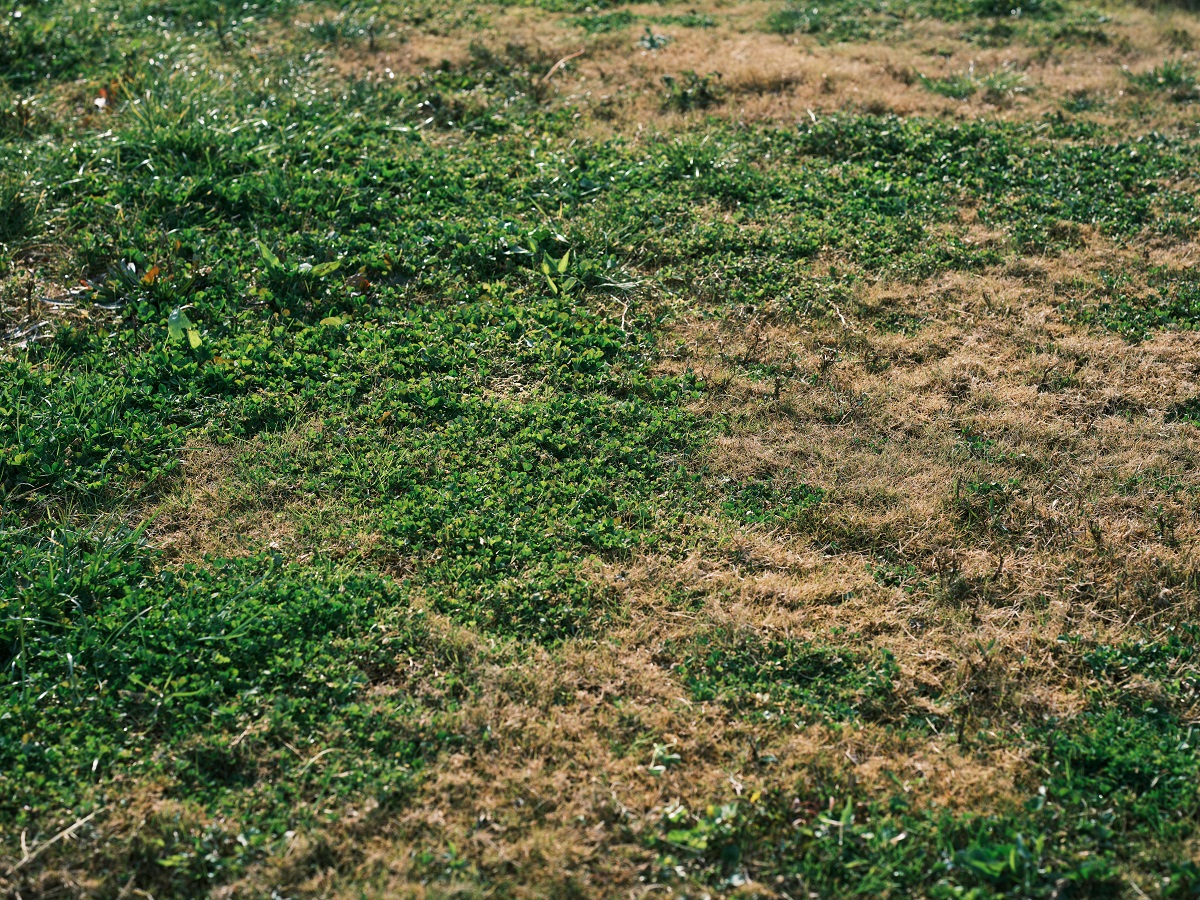 creeping lawn weeds