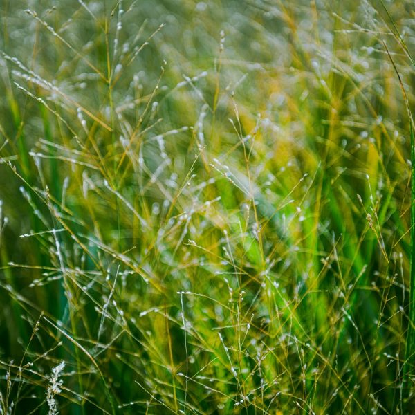lawn weeds