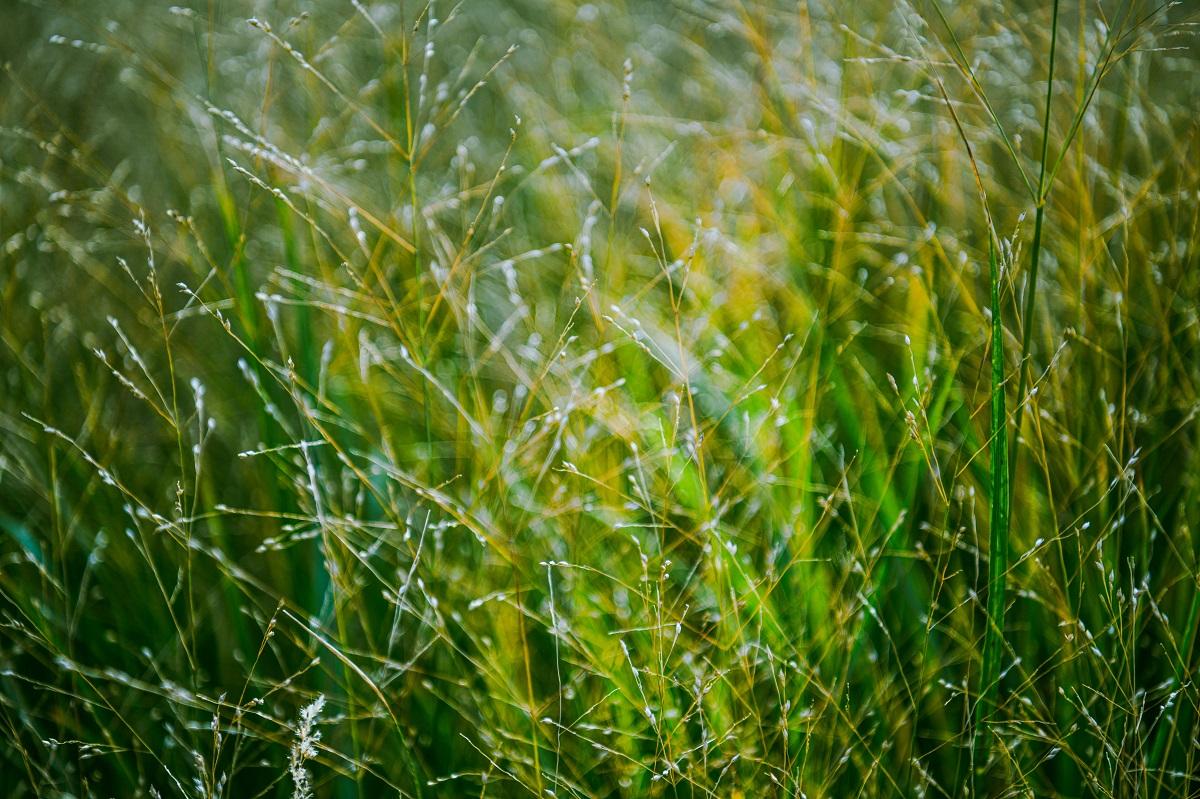 lawn weeds