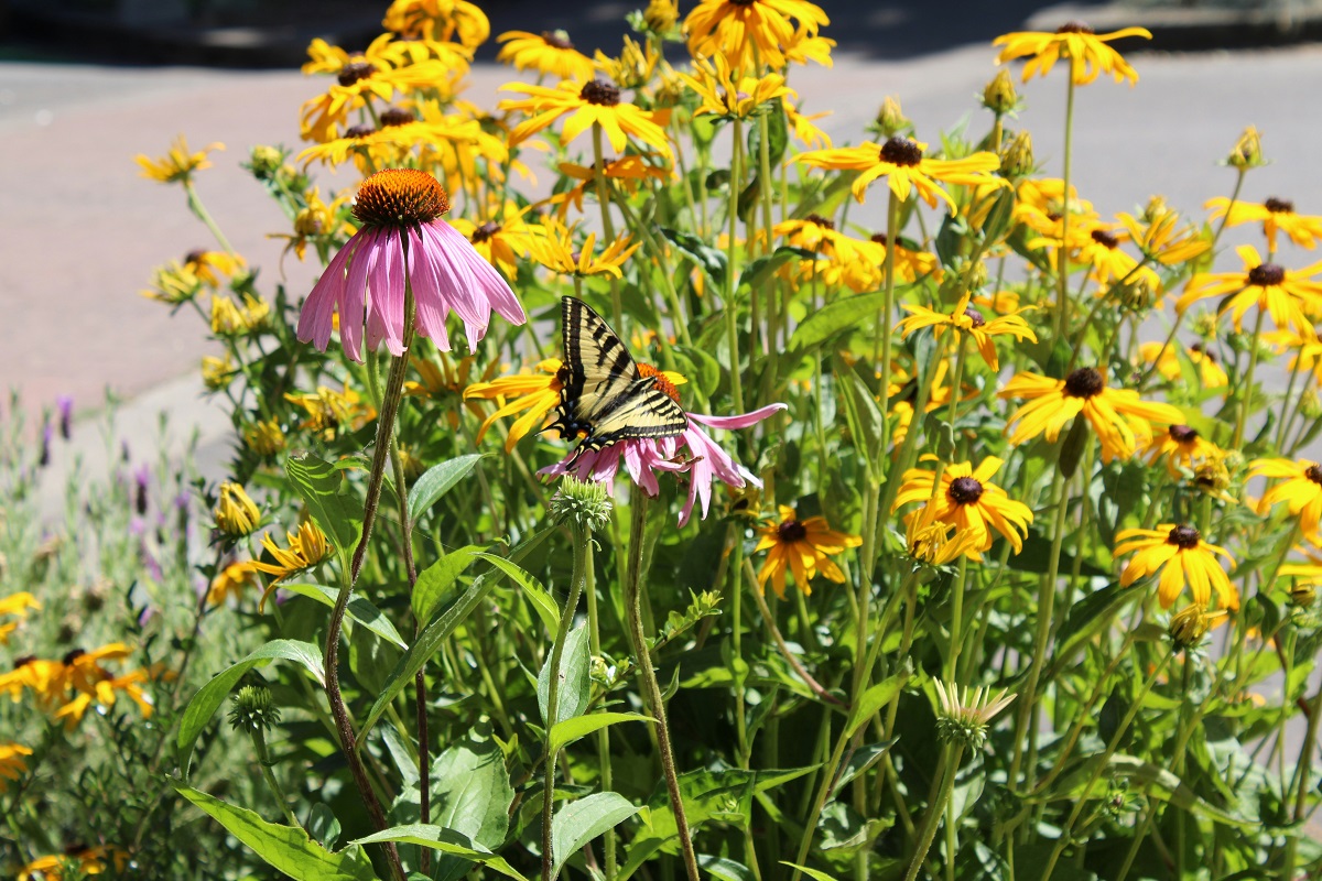 butterfly on a pink flower, surrounded by yellow flowers